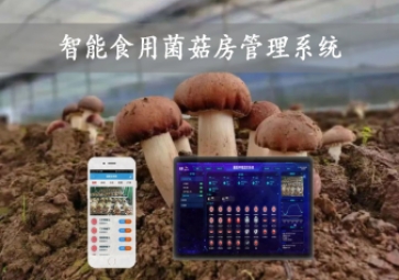  智能食用菌菇房管理系統(tǒng)，物聯(lián)網(wǎng)方案應(yīng)用，打造菌菇種植工廠
