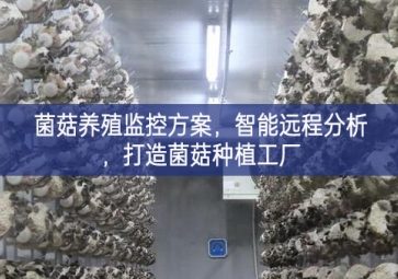 「智慧養(yǎng)殖」菌菇養(yǎng)殖監(jiān)控方案，智能遠程分析，打造菌菇種植工廠